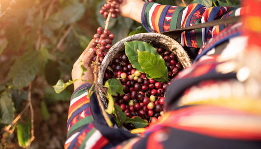 Guatemala Nacimientos | October 2022