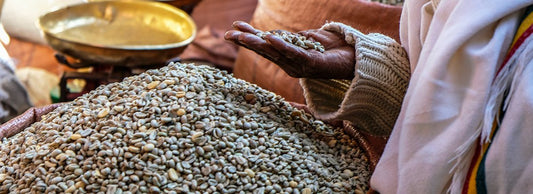 Bean of the Month: Ethiopia Goro Udo | February 2022