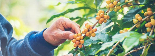 Bean of the Month: Brazil Sitio de Torre | November 2021